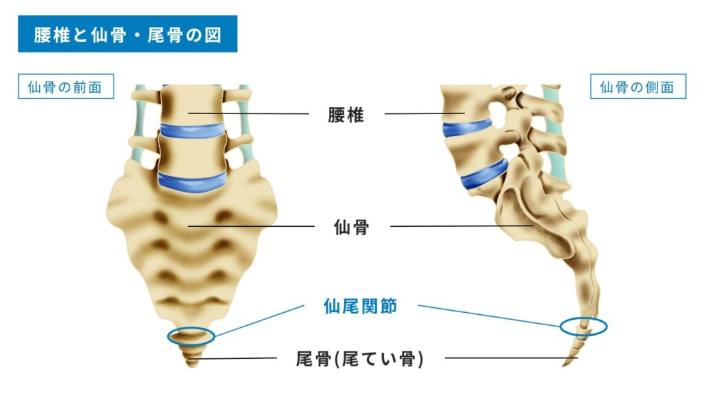 尾てい骨が痛いのはなぜ?尾骨の構造や不調の原因・すぐに実践できる対処法を解説 - 株式会社リハサク