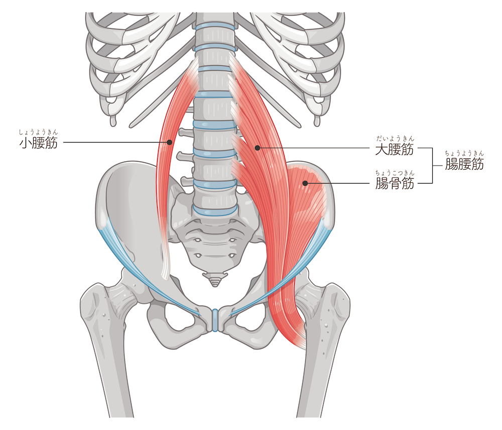 骨盤矯正ストレッチ！歪みを整える寝ながらできる簡単エクササイズ